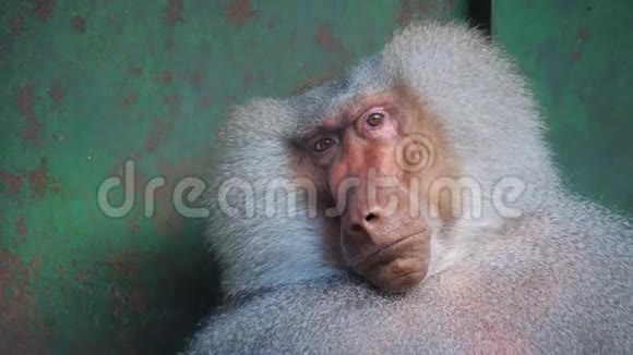 有趣的害羞的哈马德里亚斯狒狒在动物园的笼子里视频的预览图