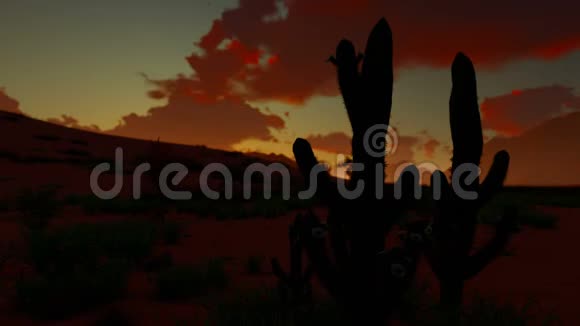 沙漠中的日出一大早远山沙丘和闷热的天空美丽的风景昆虫和鸟类视频的预览图