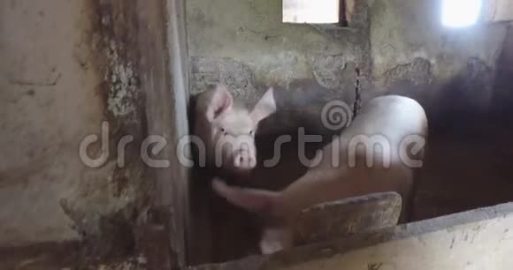 围养区内的小猪场自然饲养视频的预览图