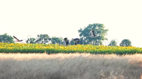 草甸之上的鹭飞视频的预览图