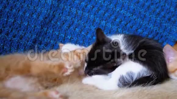 蓬松可爱的白色和黑色小猫和其他小猫躺在一起环顾四周视频的预览图