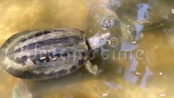 水生海龟动物园里的动物概念视频的预览图