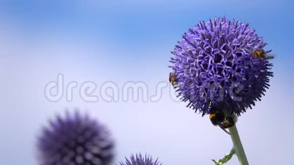 紫花虫蜂视频的预览图