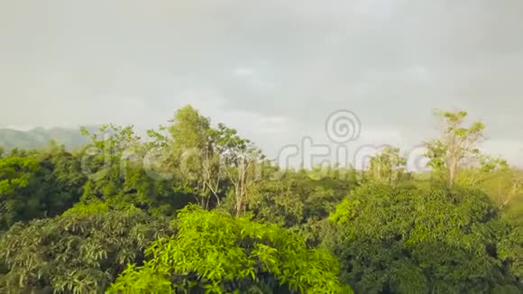热带园林中的芒果树和亚山村农业田的山地景观水果园和农业视频的预览图