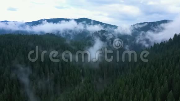 在多云的傍晚松林上空飞行视频的预览图