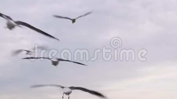 从电影角度看海鸥群在一处飞行后景野生动物概念视频的预览图