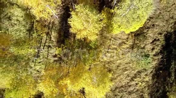 在松树之间的黄色桦树上垂直上升视频的预览图