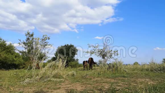 两匹马站在彼此旁边父母保护孩子的概念绿色的草地高大的草地和两匹马视频的预览图