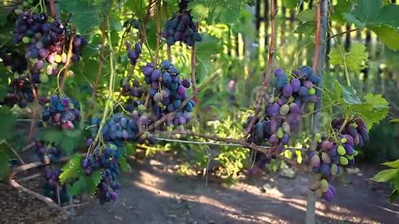 生态农场的餐桌葡萄作物一大束蓝色的葡萄挂在花园里视频的预览图