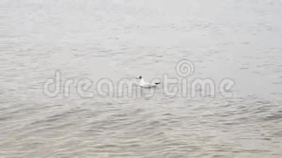 动物概念一只喙里有鱼的海鸥在海里游泳波罗的海视频的预览图
