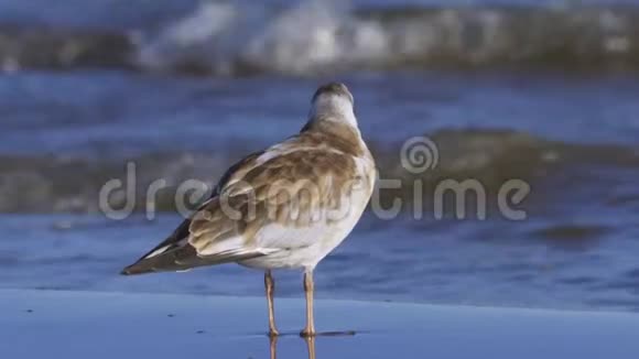 幼鸟鸥立在沙滩上休息视频的预览图