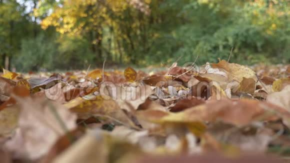 秋天的彩色叶子缓慢地飘落视频的预览图