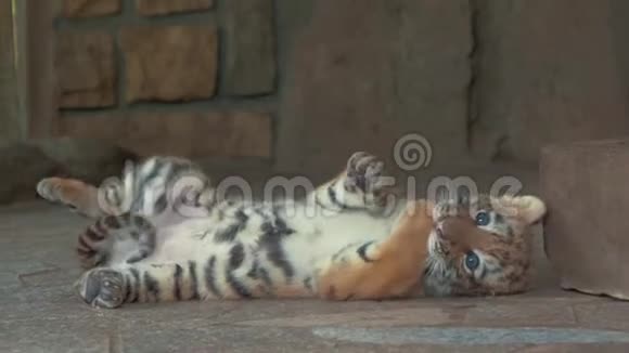 动物园里可爱的小蓝眼睛小虎崽视频的预览图