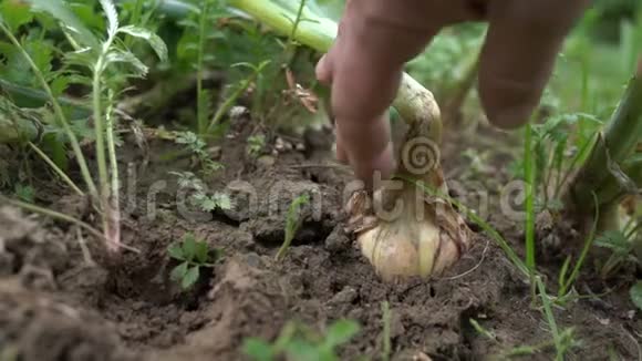 农夫从地上取出天然洋葱理念生物生物制品生物生态种菜视频的预览图