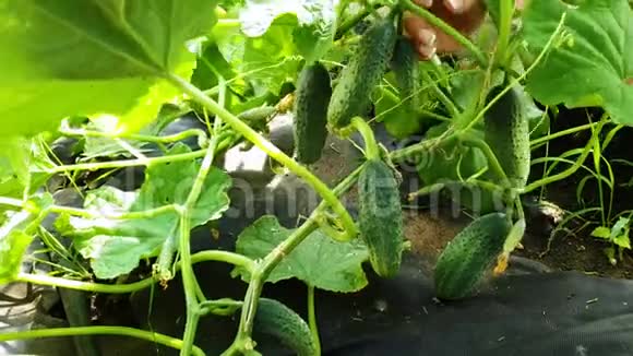 用法国美甲将黄瓜从植物中提取出来特写女性的手视频的预览图