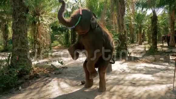 小象用呼啦圈跳舞视频的预览图