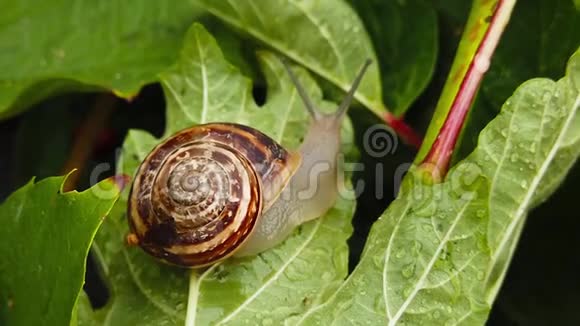 巧克力带蜗牛在湿叶上慢动作视频的预览图