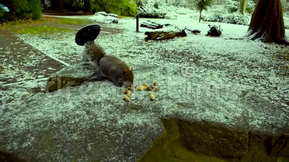 有趣的松鼠吃坚果视频的预览图