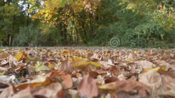 秋天的树叶在林底缓慢地飘落视频的预览图