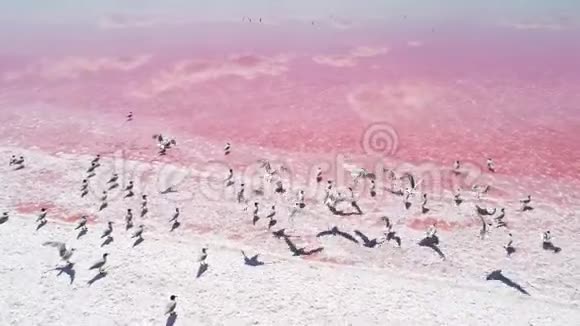 自然保护区宁静粉红盐湖视频的预览图