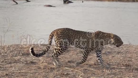 巨豹在超级慢动作中行走视频的预览图