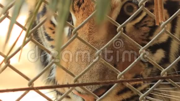 美丽的印度支那老虎的脸透过笼子的栅栏看着我们视频的预览图