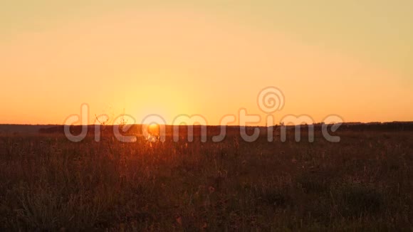 美丽的夏天日落过田野太阳下山到森林以外的地平线上草被风吹拂视频的预览图