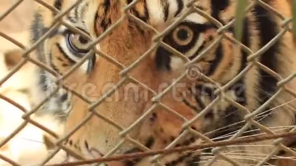 美丽的印度支那老虎的脸透过笼子的栅栏看着我们视频的预览图