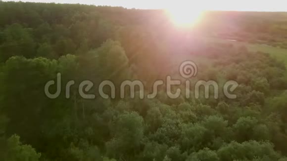 明亮的阳光照亮了绿色森林的顶部景色库存录像美丽的朝阳覆盖着绿林视频的预览图