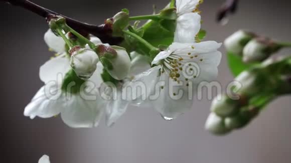 樱花树的白花特写视频的预览图