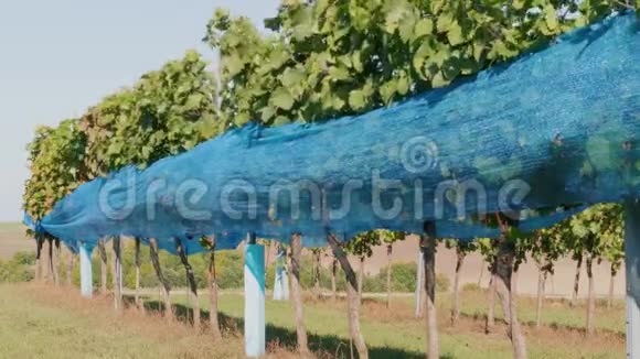 葡萄园的一排葡萄被蓝色的鸟类保护网覆盖视频的预览图