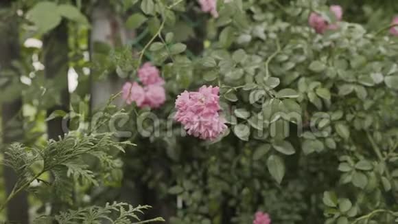 一朵粉红色的玫瑰花在花坛上视频的预览图