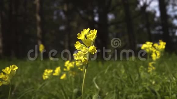 风中森林背景上的黄色野花视频的预览图