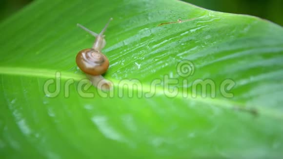 蜗牛在热带雨林的绿叶上行走视频的预览图