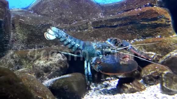 蓝色龙虾沿着底部行走视频的预览图
