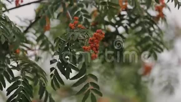 树在夏天的成熟红浆果视频视频的预览图