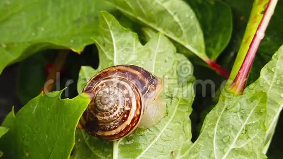 巧克力带蜗牛在湿叶上慢动作视频的预览图