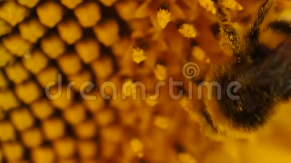 日落时向日葵花田上的大黄蜂令人惊叹的美丽背景特写视频的预览图