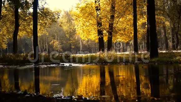 池塘边美丽的秋景视频的预览图