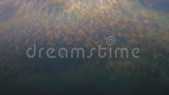 夏天黎明时湖视频的预览图