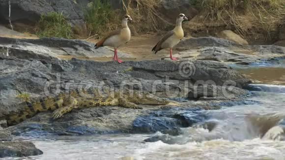 一对埃及鹅和一条鳄鱼在马拉河边视频的预览图