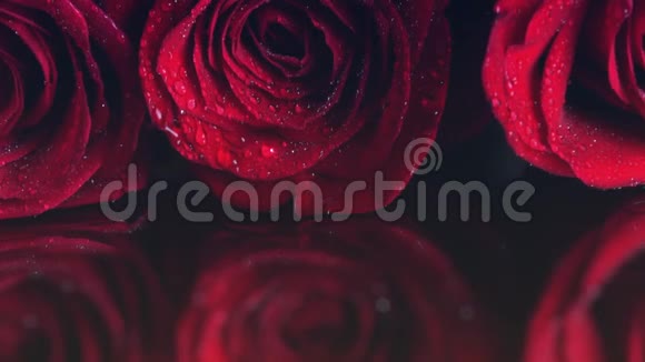 带露水的红玫瑰视频的预览图