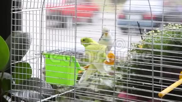 两只五颜六色的大鹦鹉在白色的笼子里视频的预览图