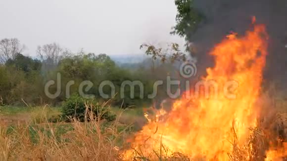 烧草的火会蔓延到森林视频的预览图