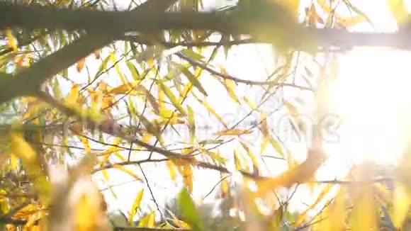 树上秋黄色叶子的特写视频的预览图