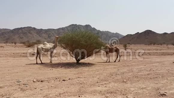 从沙漠中的一棵树上吃骆驼的录像视频的预览图