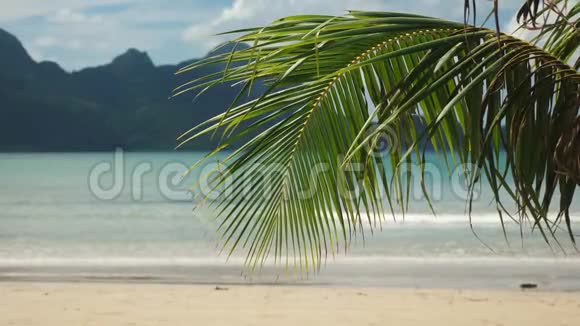 热带海滩上的棕榈树叶后面是海视频的预览图