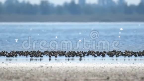湖中的沙眼鸟群视频的预览图