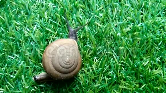 在绿色的院子里走着有盘绕外壳的蜗牛视频的预览图