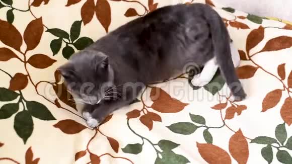 白色胸脯的灰猫躺在它的顶部视频的预览图